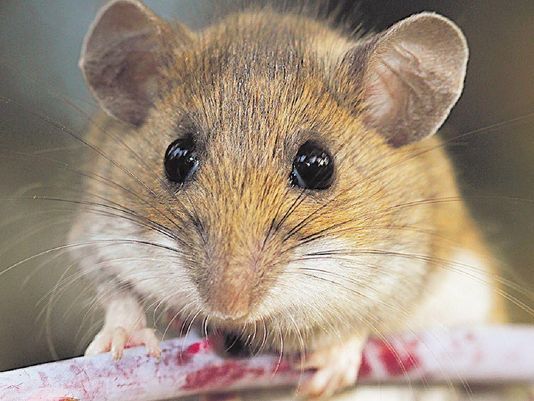 White-footed Mice Carry Lyme Disease